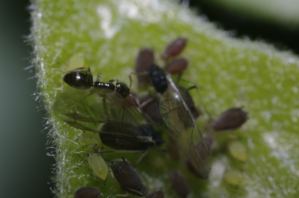 Afidi su edera con formiche:  Aphis sp.